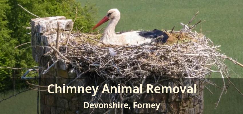 Chimney Animal Removal Devonshire, Forney - TX