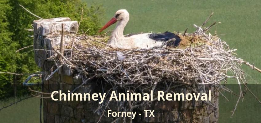 Chimney Animal Removal Forney - TX