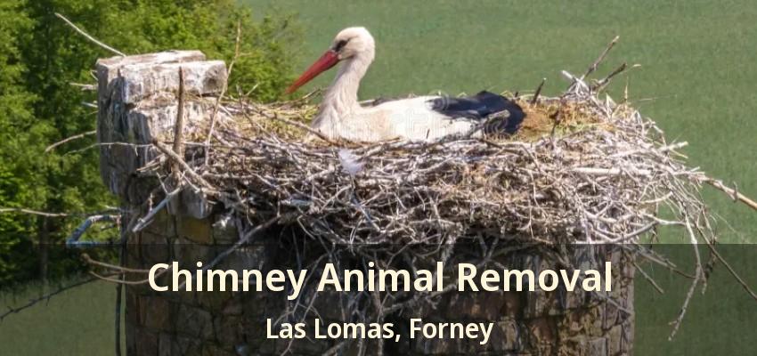 Chimney Animal Removal Las Lomas, Forney - TX