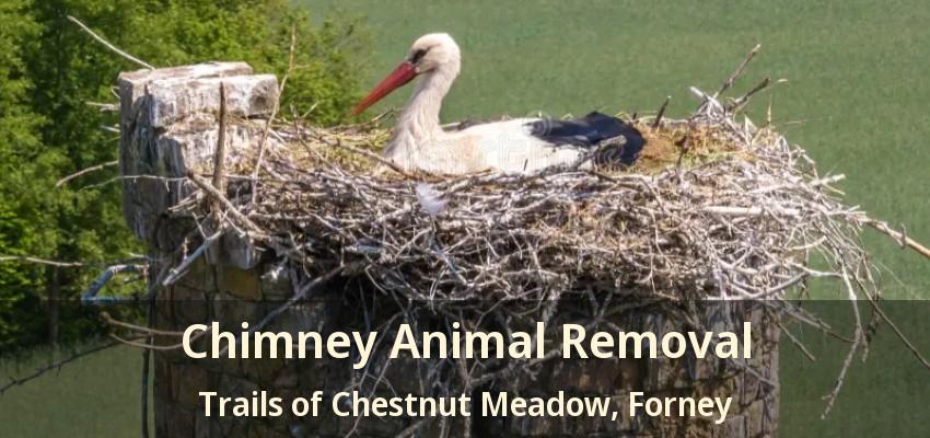 Chimney Animal Removal Trails of Chestnut Meadow, Forney - TX