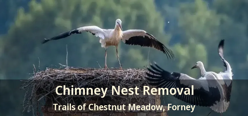 Chimney Nest Removal Trails of Chestnut Meadow, Forney - TX