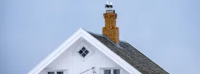 Chimney Nest Removal Forney